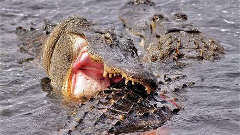 A 13-foot-8. . Alligator attack video youtube